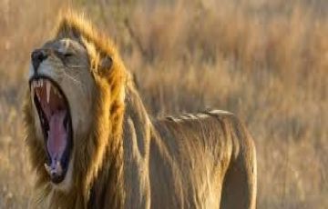 Magical 7 Days 6 Nights Maasai Mara and Lake Nakuru Holiday Package