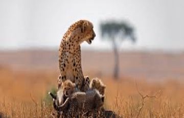 Magical 7 Days 6 Nights Maasai Mara and Lake Nakuru Holiday Package