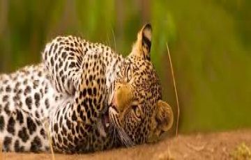 Magical 7 Days 6 Nights Maasai Mara and Lake Nakuru Holiday Package