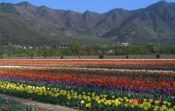 Family Getaway 6 Days 5 Nights Srinagar, Pahalgam, Gulmarg and Sonamarg Holiday Package