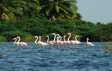Pleasurable Alleppey Tour Package for 8 Days 7 Nights