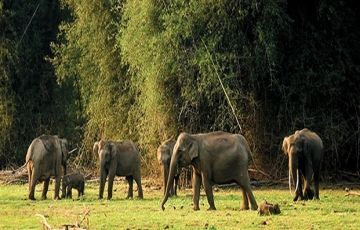 Memorable Thekkady Tour Package for 5 Days 4 Nights