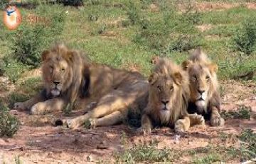 Best Rukamani Temple Tour Package for 8 Days 7 Nights