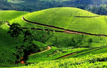 7 Days 6 Nights Nuwara Eliya Trip Package