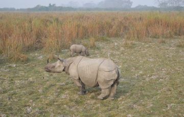 Ecstatic 6 Days 5 Nights Kaziranga, Shillong with Cherraunji Trip Package