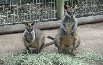 Pleasurable 10 Days 9 Nights Sydney with Blue Mountains Tour Package