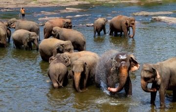 2 Days 1 Night Pinnawala Elephant Orphanage Holiday Package