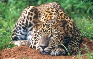 Memorable 6 Days 5 Nights Temple of Tooth Relic Holiday Package