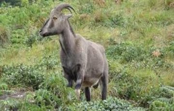 Family Getaway 5 Days 4 Nights Thekkay Tour Package