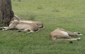 Memorable 3 Days 2 Nights Nairobi and Maasai Mara Tour Package