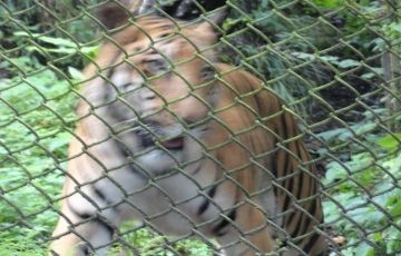 Beautiful 7 Days 6 Nights Darjeeling, Gangtok, Mirik with Pashupati Vacation Package