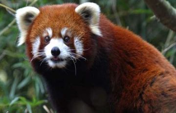 Heart-warming 5 Days 4 Nights Kaziranga Nationa Park Tour Package