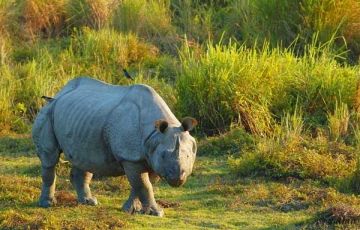 Experience 7 Days 6 Nights Kaziranga Holiday Package
