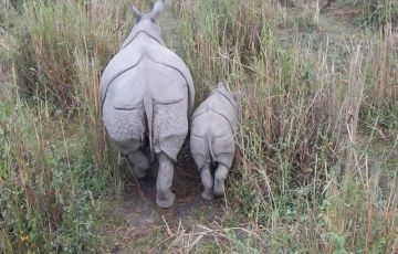 Experience 7 Days 6 Nights Kaziranga Holiday Package