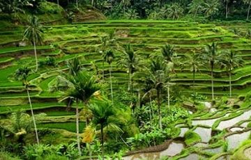 Experience 5 Days 4 Nights Bali Vacation Package
