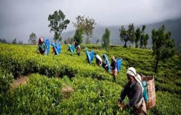 Amazing 6 Days 5 Nights Colombo Holiday Package