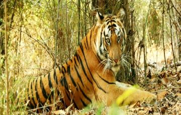 Beautiful 4 Days 3 Nights Corbett National Park Tour Package