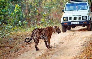 3 Days Guwahati to Manas National Park Tour Package