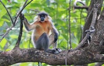 3 Days Guwahati to Manas National Park Tour Package