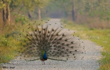 3 Days Guwahati to Manas National Park Tour Package