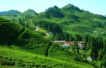 Heart-warming 4 Days 3 Nights Darjeeling, Mirik with Pashupati Nagar Holiday Package