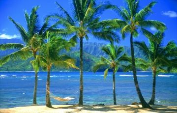 Experience 8 Days 7 Nights Munnar, Thekkady, Alleppey, Kovalam and Athirapally Tour Package