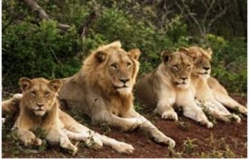 Memorable 11 Days 10 Nights Bhavnagar, diu, sasangir, rajkot, Jamnagar, bhu and Ahmedabad Vacation Package