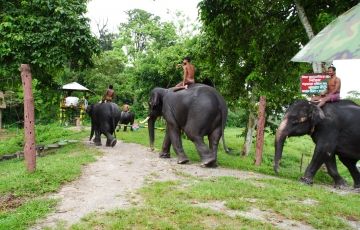 Best 7 Days 6 Nights Gorumara forest, Chapramari forest, Jaldapara Wildlife santuary, Buxa Tiger Reserve with Jayanti Tour Package