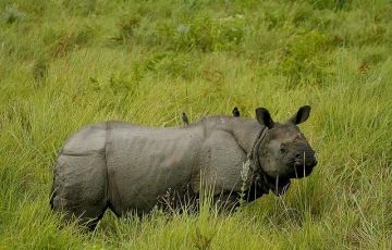 Best 7 Days 6 Nights Gorumara forest, Chapramari forest, Jaldapara Wildlife santuary, Buxa Tiger Reserve with Jayanti Tour Package