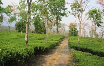 Best 7 Days 6 Nights Gorumara forest, Chapramari forest, Jaldapara Wildlife santuary, Buxa Tiger Reserve with Jayanti Tour Package