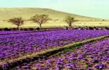 Best 9 Days 8 Nights Gulmarg Pahalgam Sonmarg Katra Trip Package