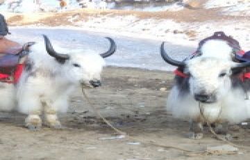 Experience 12 Days 11 Nights Manali, Dharamshala, Dalhousie and Amritsar Vacation Package