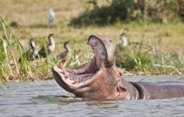 Family Getaway Kazinga River Safari Tour Package for 5 Days 4 Nights