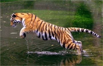 Amazing 3 Days 2 Nights Corbett Vacation Package