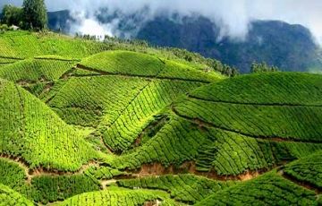 Ecstatic 7 Days 6 Nights Munnar Vacation Package