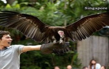 Ecstatic 5 Days 4 Nights Singapore Trip Package