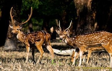 Heart-warming 3 Days 2 Nights Sajnekhali Vacation Package