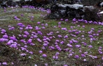 Amazing 11 Days 10 Nights Gangtok Trip Package