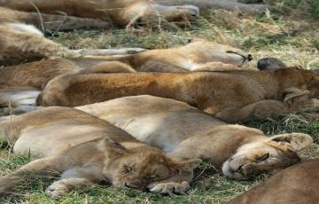 Ecstatic 7 Days 6 Nights Arusha, Lake Manyara National Park with Tarangire Trip Package