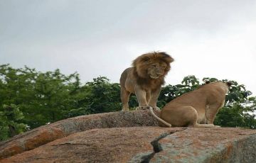 Ecstatic 7 Days 6 Nights Arusha, Lake Manyara National Park with Tarangire Trip Package