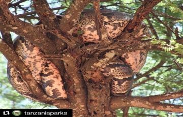 Ecstatic 7 Days 6 Nights Arusha, Lake Manyara National Park with Tarangire Trip Package