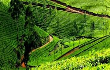 Pleasurable 5 Days 4 Nights Cochin, Munnar with Alleppey Tour Package