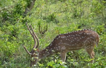 Magical 8 Days 7 Nights Kausani Tour Package