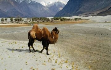 Heart-warming 6 Days 5 Nights Pangong Lake Vacation Package