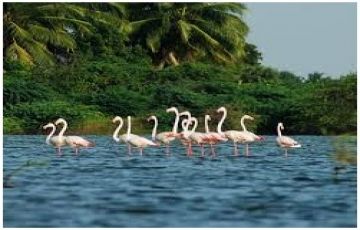 Best 6 Days 5 Nights Cochin, Munnar, Thekkady and Alleppey Houseboat Tour Package