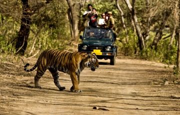 6 Days Mumbai to Jim Corbett Jungle Safari Vacation Package