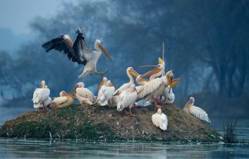 Heart-warming 3 Days 2 Nights Bharatpur Holiday Package