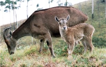 Munnar 2 Nights / 3 Days Tour