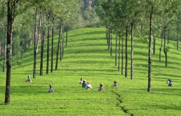 Pleasurable 3 Days 2 Nights Munnar with Cochin Tour Package