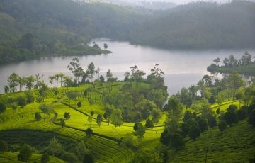 Experience 3 Days 2 Nights Munnar and Cochin Holiday Package